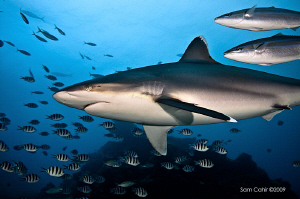 Pregnant Silvertip Shark, shot in Beqa Lagoon whilst on t... by Sam Cahir 